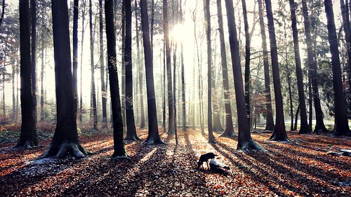dog sunlight nature sunshine forest sunrise switzerland shadows joy hss happysliderssunday