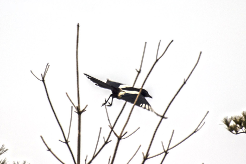Magpie's Take Off