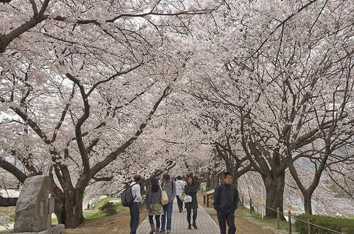 【写真】2014 桜 : 背割堤/2020-12-09/IMGP5763