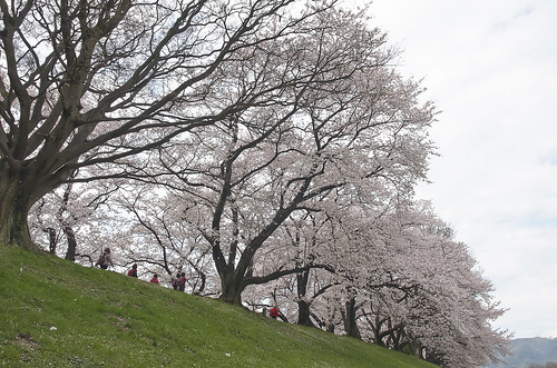 【写真】2014 桜 : 背割堤/2020-12-09/IMGP5784
