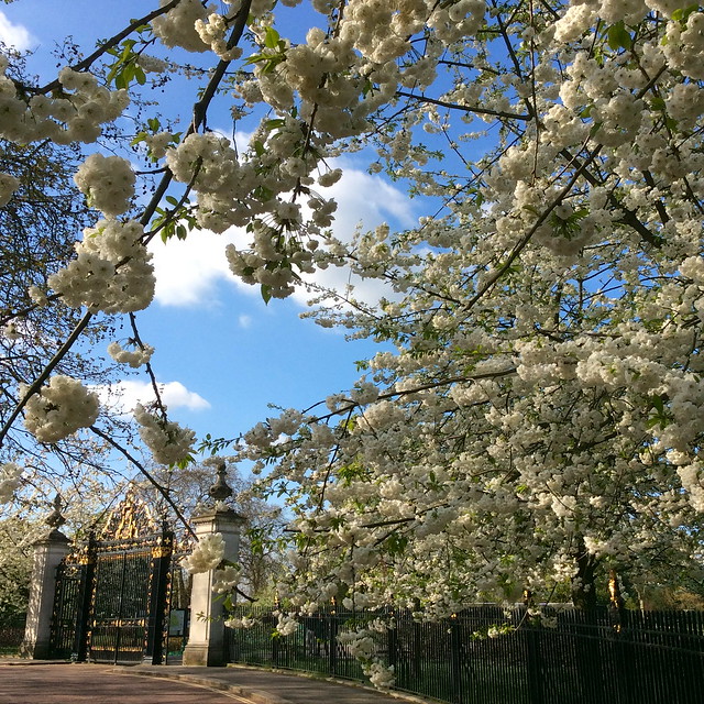 Regent's Park cherry blossom