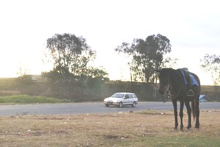 cheval et voiture