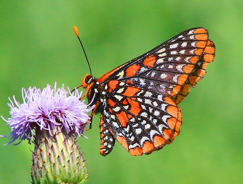 county creek butterfly reis iowa baltimore clear larry fen checkerspot allamakee