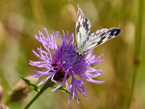 france butterfly papillon