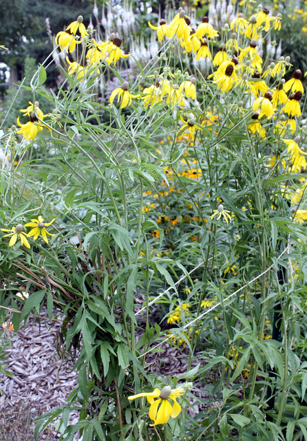 twine holding up two bunches of yellow coneflowers