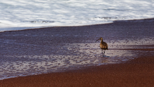 sanddunes sand landscape paracas animal sunset shoreline birds animals gulls peru seagulls ica pe whimbrel travel playaroja