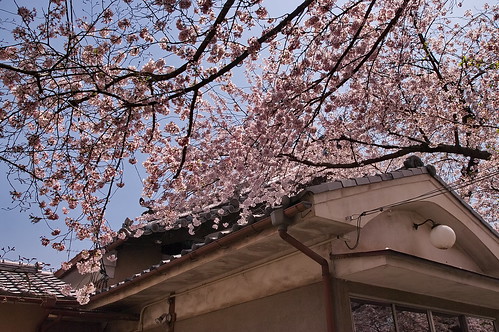 【写真】2013 桜 : 墨染寺/2020-12-18/IMGP9642