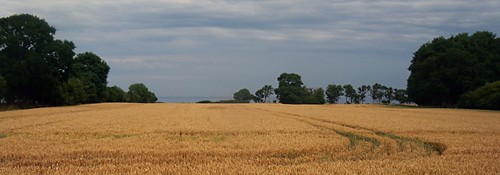 summer germany deutschland cornfield sommer feld crop fehmarn schleswigholstein holstein getreide