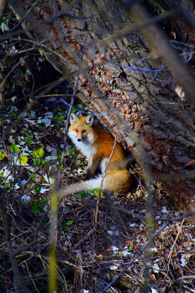 Red Fox in Eagle