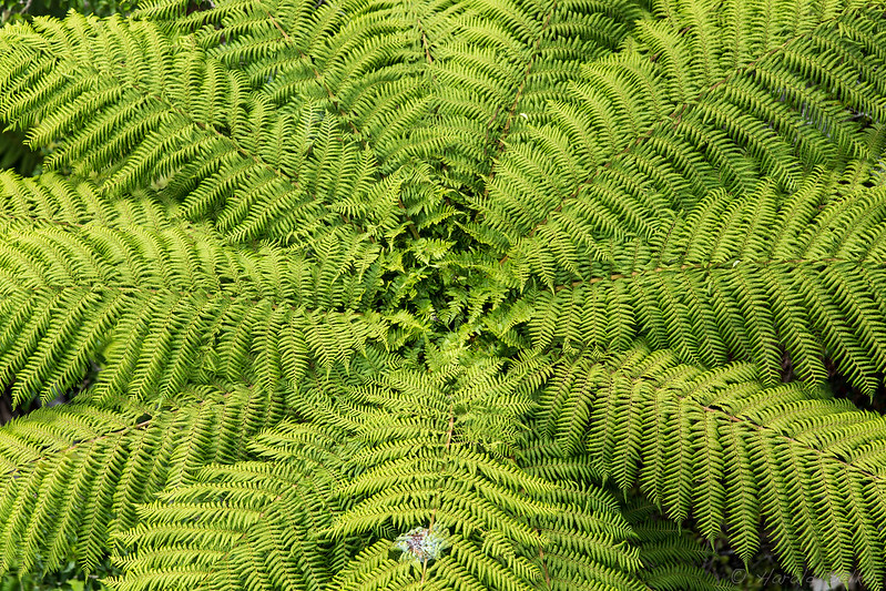 Tree Fern From Above