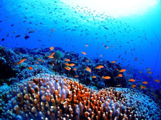2.In the Blue Ocean_Coral reef and tropical fish