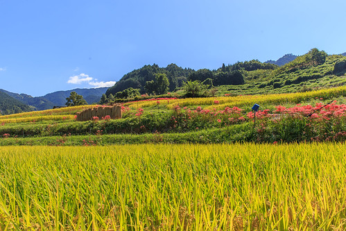 japan rice paddy cluster amaryllis fields 日本 nara terraced 奈良県 棚田 明日香村 高市郡