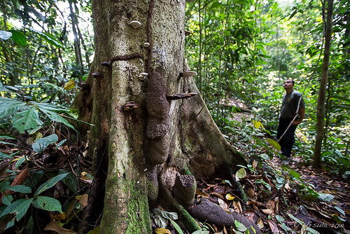 sumatra indonesia bukitlawang gunungleusernationalpark