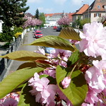 Kirschblüte in Leipzig Stötteritz
