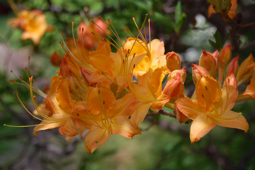flowers orange may westvirginia rhododendron ericaceae 5petals wfgna richmountain rhododendroncalendulaceum flameazalea taxonomy:binomial=rhododendroncalendulaceum