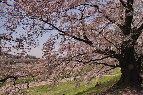【写真】2013 桜 : 背割堤/2020-03-23/IMGP9680
