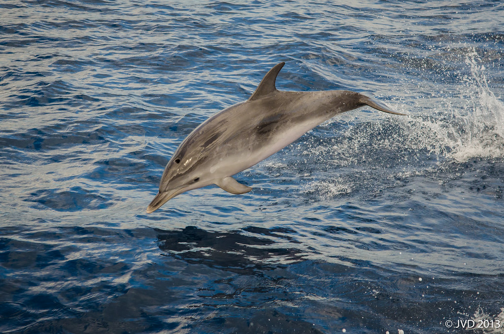 Atlantic Spotted Dolphin [Explored]