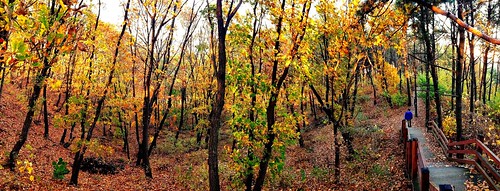 park autumn trees panorama fall forest asia korea southkorea bundang goldenhour iphone seongnam pangyo 성남시 iphoneography 한국 분당구 uploaded:by=flickrmobile colorvibefilter flickriosapp:filter=colorvibe 낙생대공원
