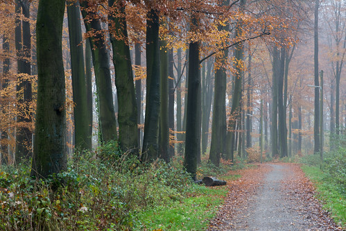 cold fog forest nebel kalt drizzle nieselregen nikkor1685 rainer❏ rahmerwald