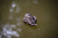 Pacific Black Duck (Anas superciliosa), Kings Park, Perth, WA