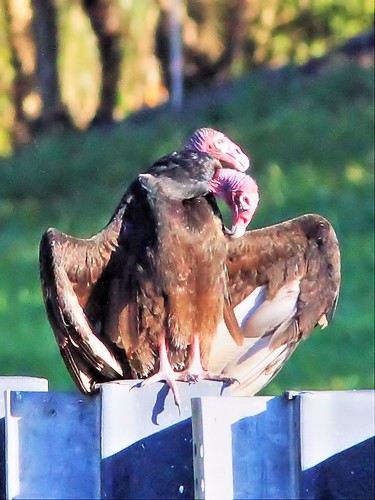 Two-headed Turkey Vulture 20140302