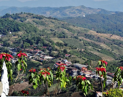 flowers houses mountains green fleur landscape village maisons vert asie paysage vue montagnes thailande maesalong