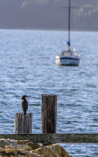 ocean california county cormorants point one bay coast highway sonoma marshall petaluma oyster reyes tomales