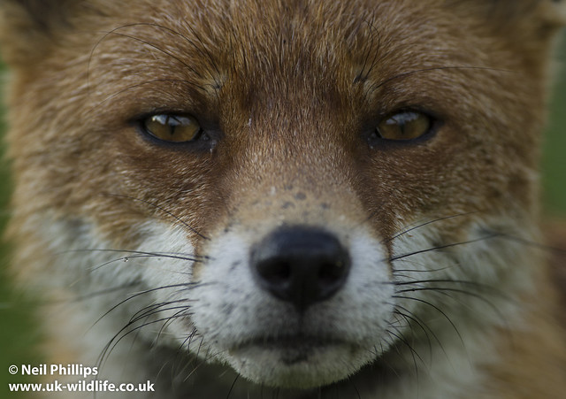 Fox close up