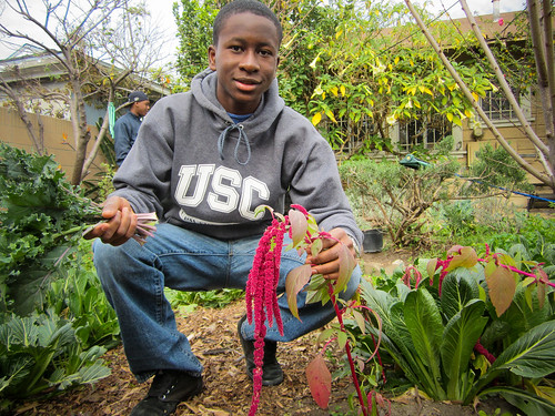 Temiloluwa Salako, a Cultivar with RootDownLA, showing off a grain plant called amaranth that is growing in one of the program’s community gardens