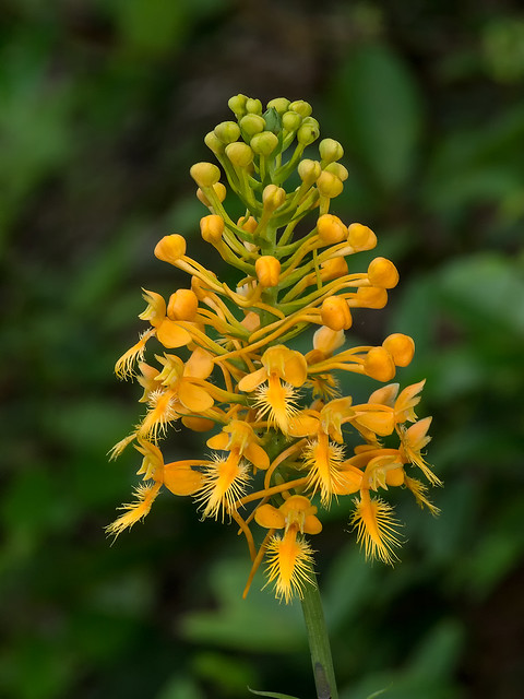 Yellow Fringed orchid