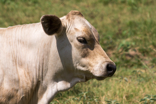 ranch cow nikon texas cattle farm calf bovine normangee d7100 nikond7100