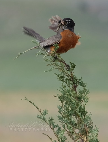 nature robin nesting