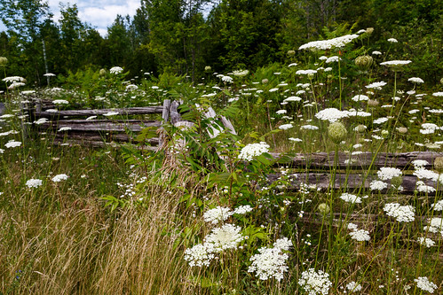 flowers field fence queenannslace