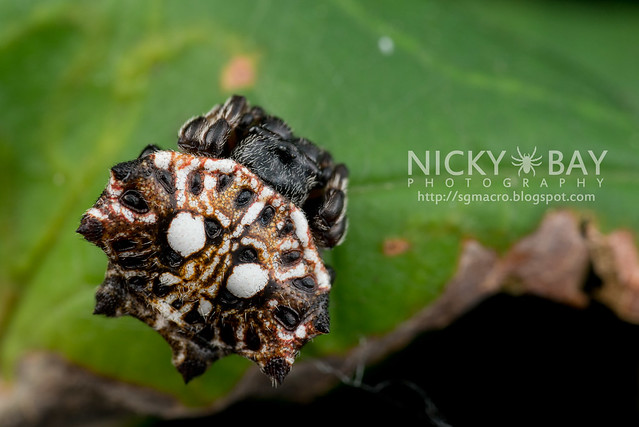 Spiny Back Orb Weaver (Thelacantha sp.) - DSC_7349