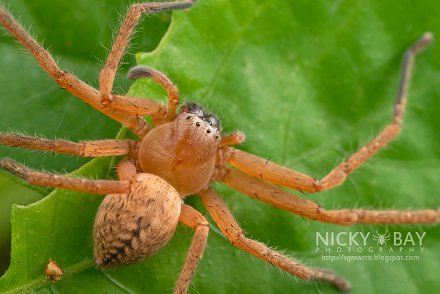 Huntsman Spider (Sparassidae) - DSC_1620