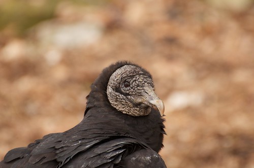 bird birds vultures vulture conowingo conowingodam