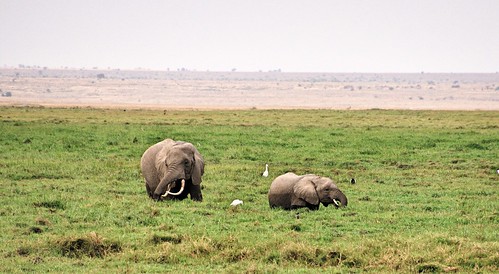 holiday elephant kenya elefant kenia amboseli kenyaholiday