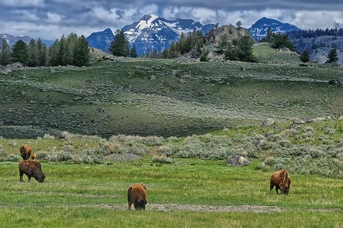buffalo wildlife yellowstonenationalpark wyoming bison lamarvalley