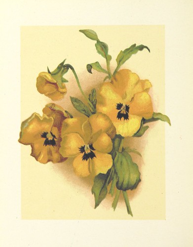 Image taken from page 22 of 'Pansies for Thoughts, culled from the garden of literature. [With coloured illustrations.]'