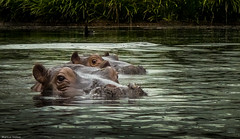 hippos on patrol