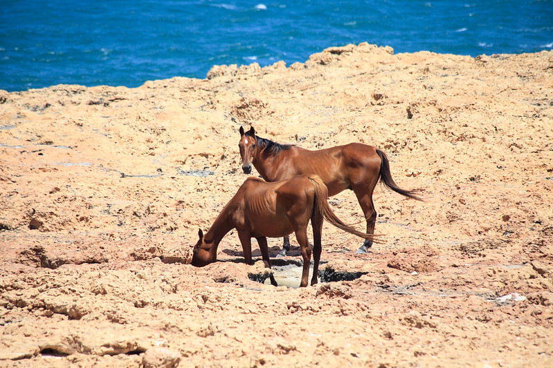 Wild Horses, Quobba, Northwest Australia