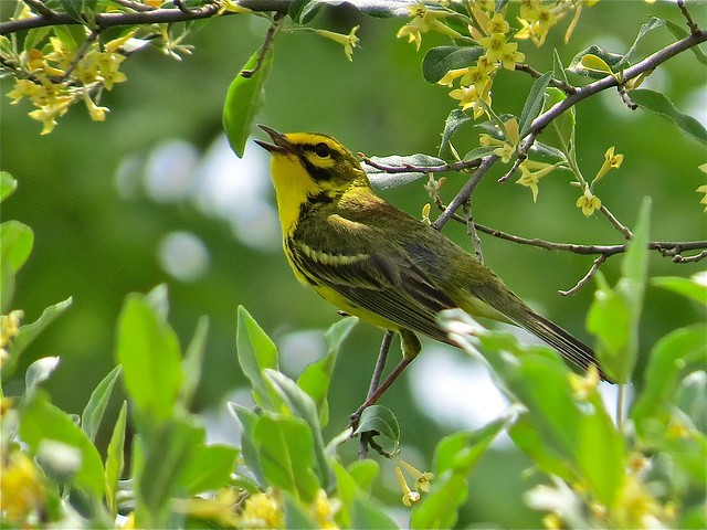 Prairie Warbler near Hennepin and Hopper Lakes in Putnam County, IL