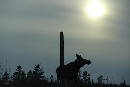 moose elk älg