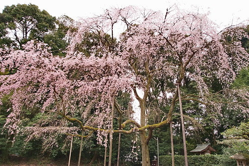 【写真】2013 桜 : 醍醐寺/2021-10-20/IMGP9071