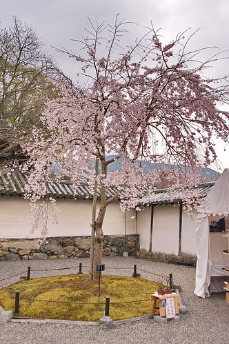 【写真】2013 桜 : 醍醐寺/2021-10-20/IMGP9056