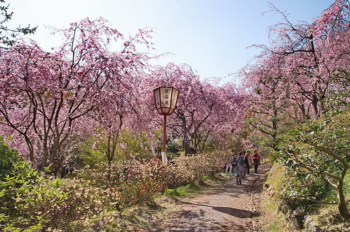 【写真】2013 桜 : 原谷苑（２）/2021-02-05/IMGP9998