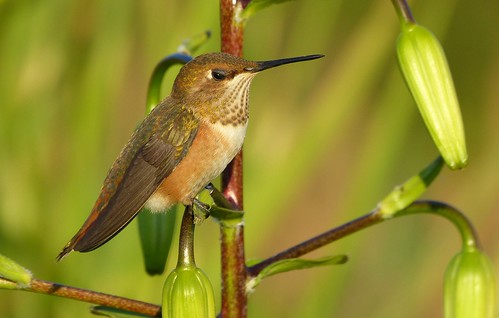 female hummingbird rufus rufous rufoushummingbird selasphorusrufus selasphorus