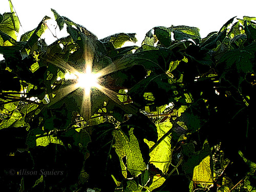 sunrise vineyard experimental vine explored elementsorganizer11 a0148