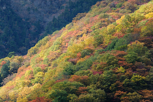 autumn trees leaves japan forest iwate 紅葉 kamaishi iwateprefecture 2013 d700 afnikkor300mmf4ed