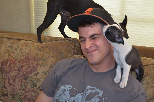 A Boston Terrier puppy on the shoulder of a young man licking his face.